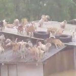 Suben 65 perros al techo de un refugio para salvarlos de una terrible inundación