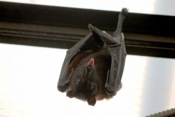 Alerta en comunidad científica por virus de murciélagos que podría contagiar a humanos