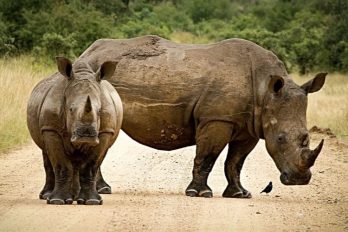 Disminuye la caza furtiva de rinocerontes ¡Excelente noticia para la naturaleza!