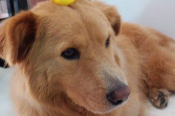 El triste final del perro que iba a ser el primero en Colombia en tener un marcapasos