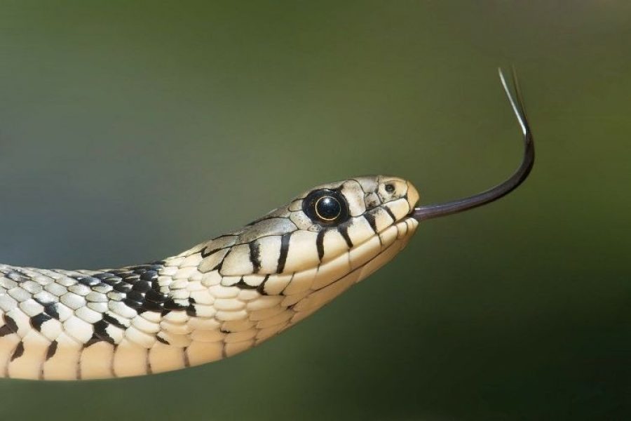 Niño estaba a punto de abrir un paquete de lechugas y encontró una serpiente venenosa