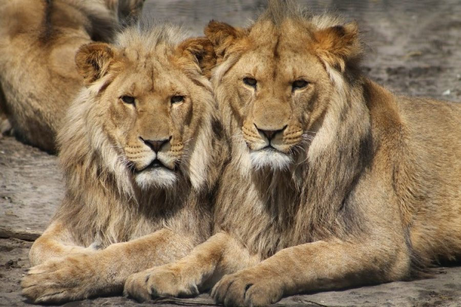 ¡Fin a los leones en cautiverio! Este país da ejemplo