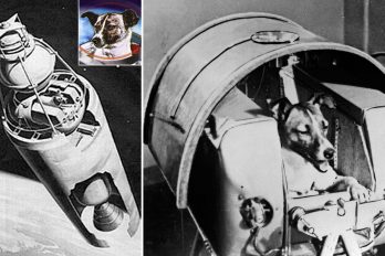 5 cosas dramáticas que no nos contaron sobre Laika, el primer perro en el espacio