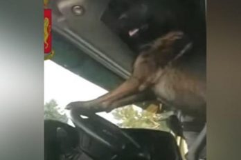 Mira la curiosa reacción de un perro policía al encontrar droga en un vehículo