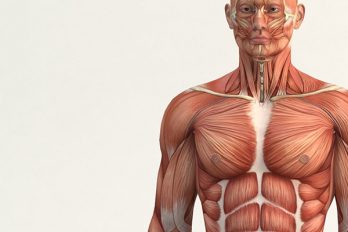 Científicos han identificado un nuevo órgano en el cuerpo humano
