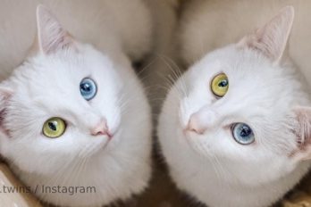 Estas son las gatitas gemelas más hermosas del mundo