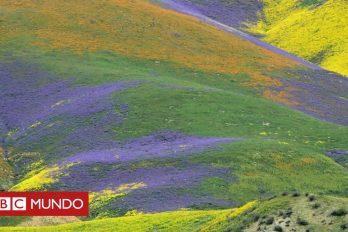 El inmenso manto de flores que apareció en California tras años de sequía (y se ve desde el espacio)