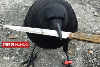 Canuck, el agresivo cuervo que aterroriza a un barrio en Canadá