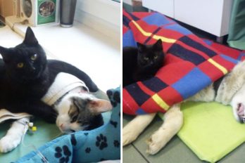 Conozca la increíble historia del gato que cuida a animales enfermos