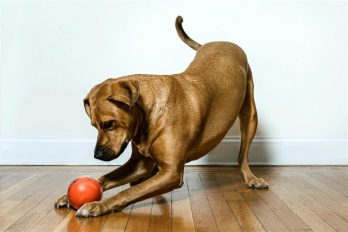 Estos son algunos de los mejores ‘gadgets’ para mascotas del mercado