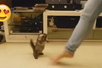 El gatito con el mejor ritmo del mundo, baila al compás de su humana