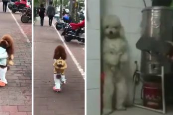 La triste historia de maltrato detrás de los perritos que caminan erguidos