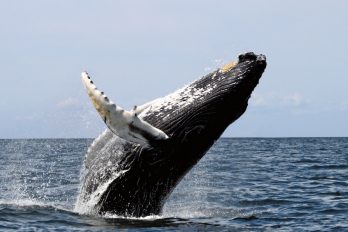 Las ballenas se están comportando muy extraño y nadie sabe por qué