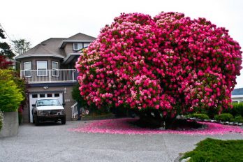 Un arbusto florece en un pequeño pueblo de Canadá y su foto se vuelve viral