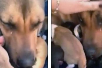 La inesperada reacción de una mamá perrita al reencontrarse con sus cachorros