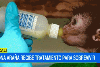 Así se recupera Olivia, el mono araña que conmovió a toda Colombia
