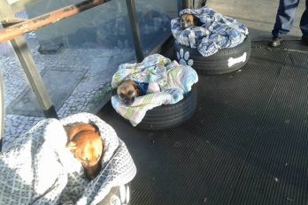 Trabajadores de una estación de camiones protegen del frío a perros callejeros