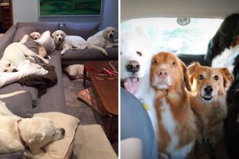 17 fotografías que prueban que mientras más perros tengas en casa, más amor habrá en tu hogar