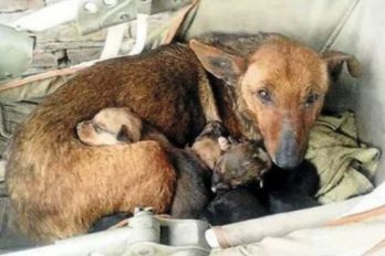 Esta perrita le salvó la vida a un bebé abandonado protegiéndolo del frío como a sus cachorritos