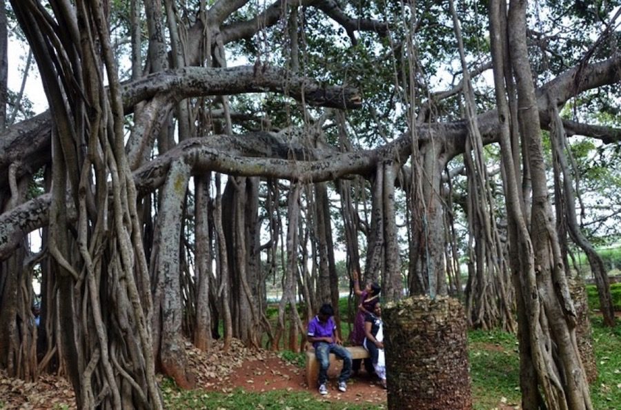 El bosque indio de 19.000 metros cuadrados formado… ¡Por un solo árbol!