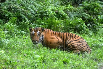 El asombroso primer registro de un ‘tigre pálido’