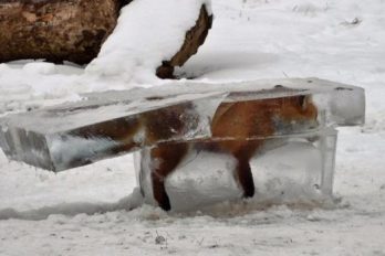 La insólita imagen de un zorro congelado se convierte en símbolo de la ola de frío en Europa